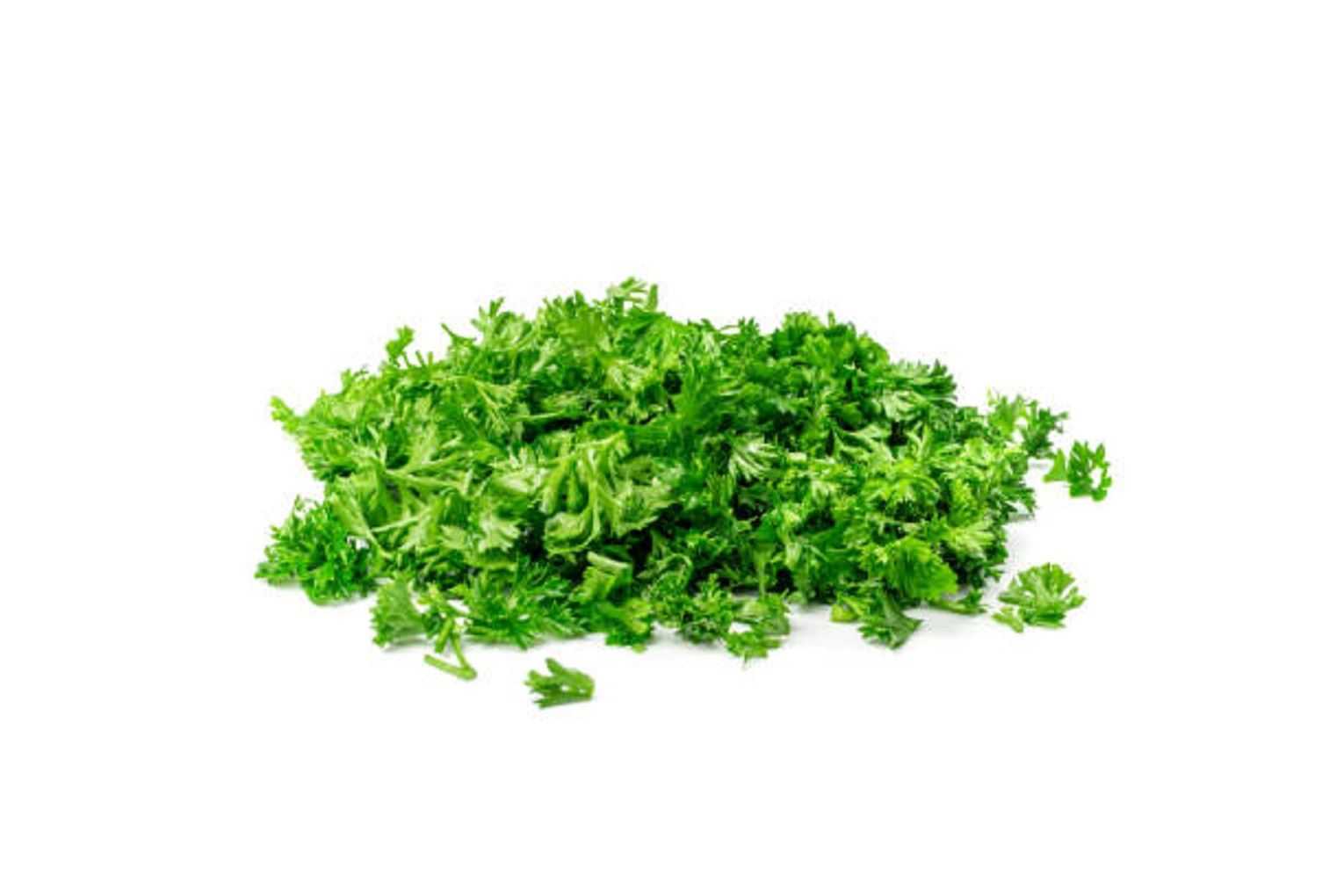 Parsley Continental or Curley