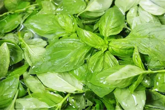Basil 